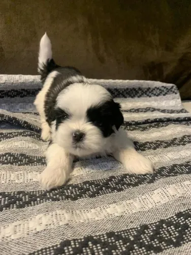 Filhote Shih Tzu, O melhor presente para sua família tem quatro patas!