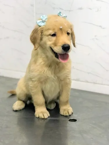 Golden Retriever somos criadores especializados a mais de 10 anos, com suporte veterinário