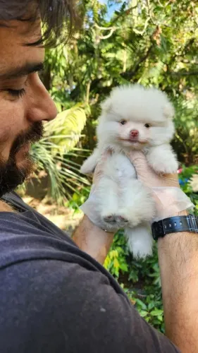 Filhotes de Lulu da Pomerânia com as melhores condições