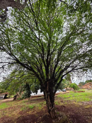 Pe dela jabuticaba mais de 30 anos