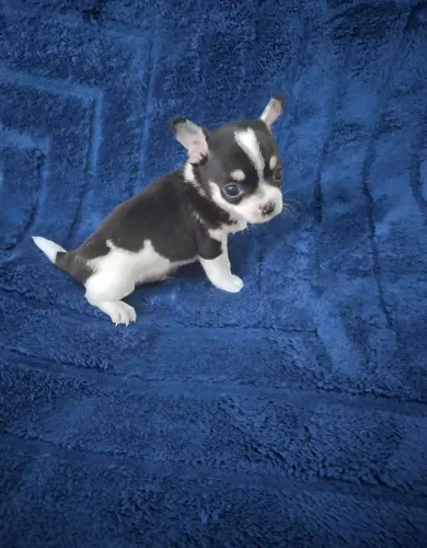 Chihuahua tricolor. Menino com 50 dias branco, preto e castanho pelinhos curto. 