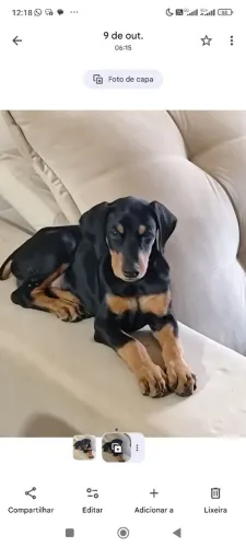 Filhote de doberman