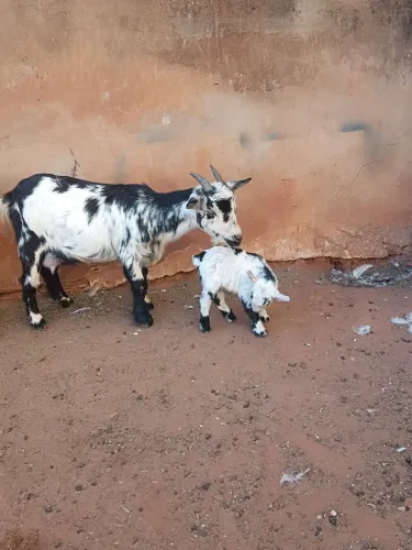 Vendo mini cabritinho macho