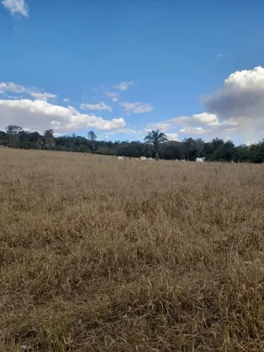 Chácara para venda 6 alqueires em Zona Rural - Anicuns - GO