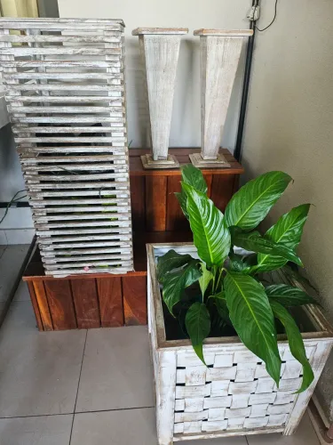 Vasos plantas
