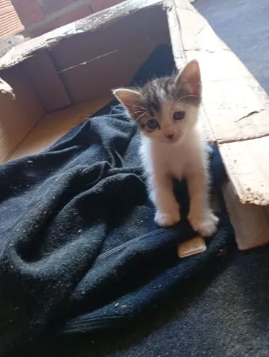 Gatos para doação 5 fêmeas e 1 macho