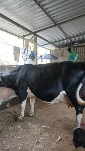 Vendo vaca girolada quase parindo, animal de alta produção!!