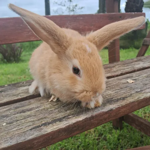 Coelhos Fofinhos pets