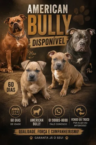 Filhotes de American Bully