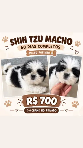 vendo filhote shih tzu