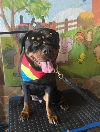 Cadela Rottweiler