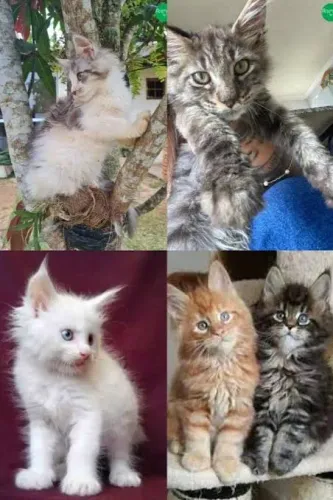 Maine coon Bebês Gigantes