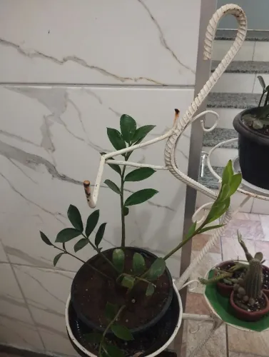 Tripé para plantas 