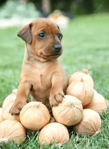 Vendo pinscher macho 1 mês de vida já comendo ração com leite