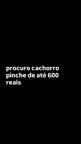 procuro cachorro pinche de até 600 reais