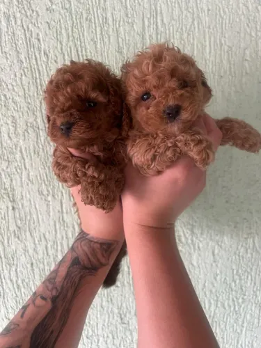 Filhote Poodle Toy Red com Garantia e Pedigree