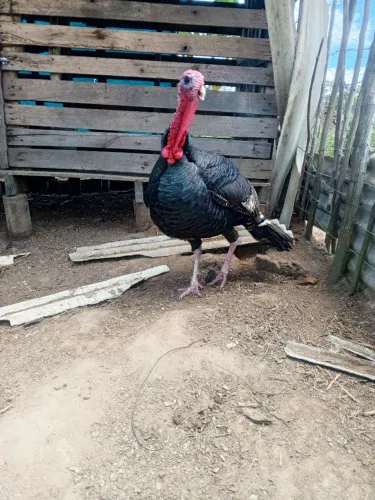 Vendo perú