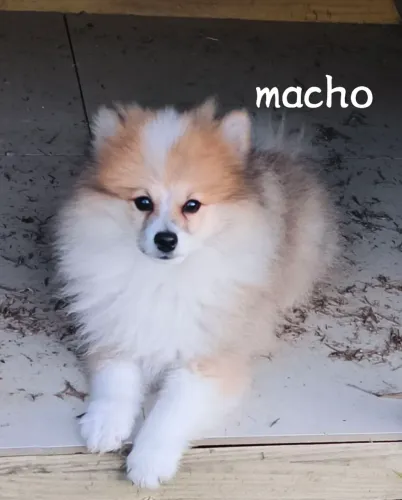 Lulu Pomerânia / com microchip Capri 