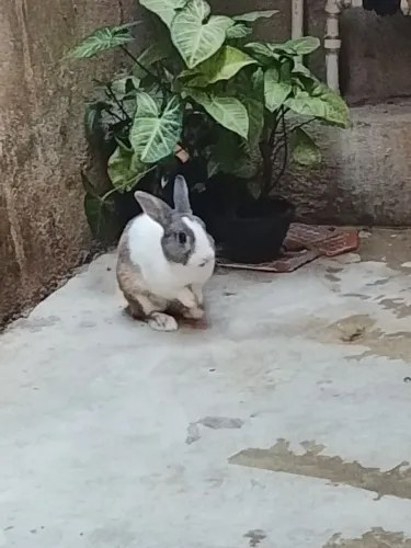 coelho