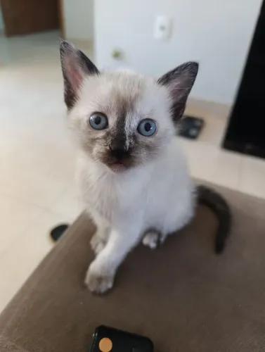 Doação gatinhas 