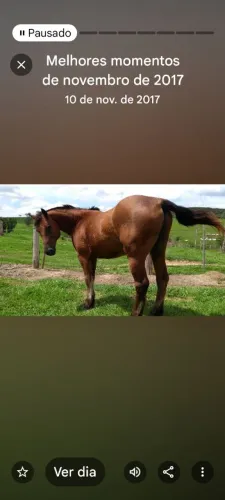 Cavalo de lida