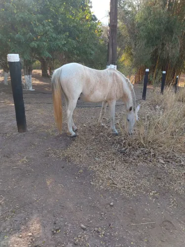 Cavalo capão manso com arreio completo