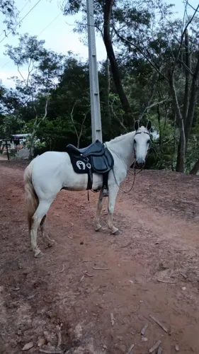 Cavalo macha batida