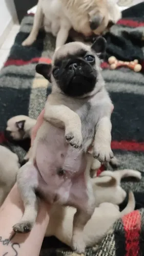 Pug encantador esperando seu novo lar
