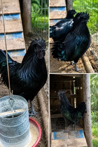 VENDO OVOS FERTEIS DE GALINHA AYAM CEMANI 12 OVOS