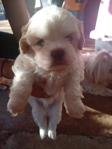 DOAÇÃO RESPONSÁVEL 3 FILHOTES SHI TZU, CHAMAR INSTA