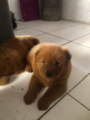 Chow chow 
