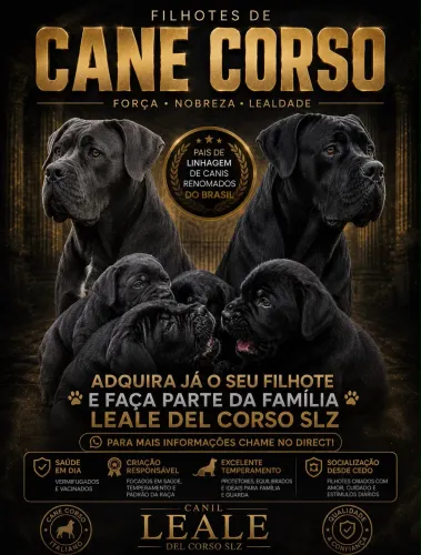 Lindos e Fortes Filhotes de Cane Corso à venda