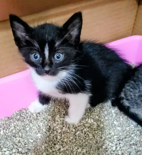 Gatinho filhote lindo para adoção