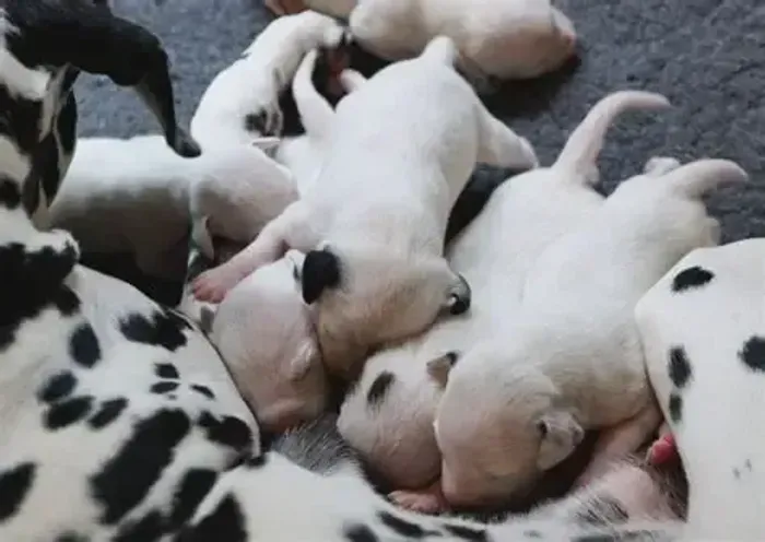 LABRADOR X DALMATA