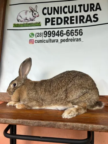 Coelhos gigantes