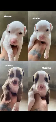 Filhotes Pitbull