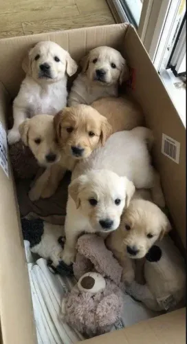DOAÇÃO DE GOLDEN 4 RETRIEVER 