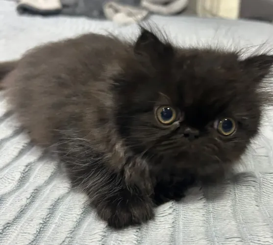 Filhote de gato persa 