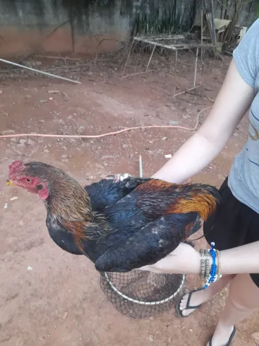 Galo Indio 