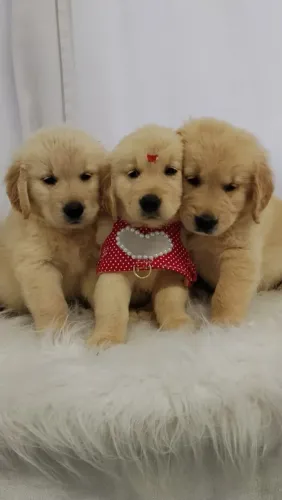 Golden Retriever