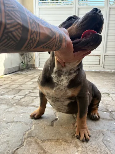 American bully