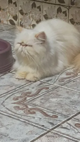 Gata persa 