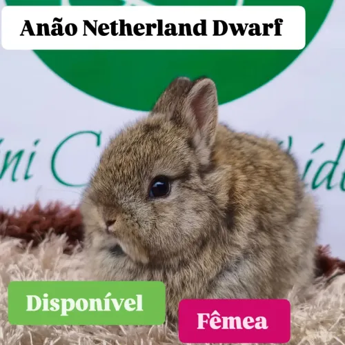 Menor coelho Anão Netherland