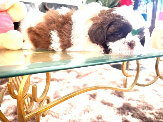 Lindo bebêzinho Esmeralda Shihtzu com primeira dose vac. importada