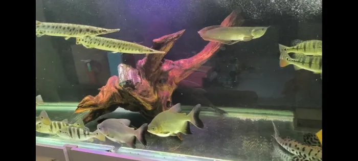 Vendo aquário completo gigante