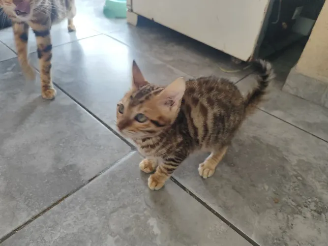 Gatos Bengal antialérgicos 