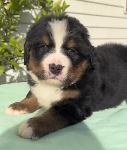 Filhotes de Bernese | Um carinho cheio de afeto.