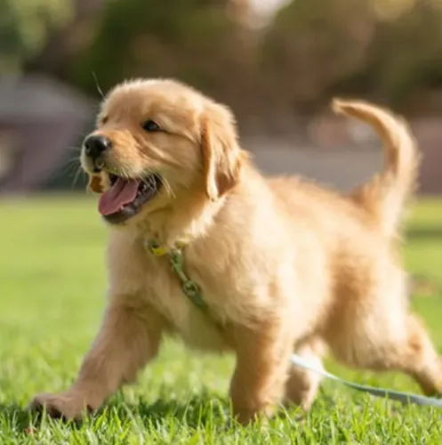 Golden Retriever Filhotes Cheios de Amor.