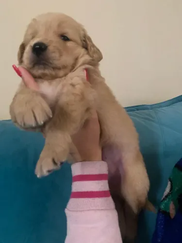Golden retriever Machos e Fêmeas