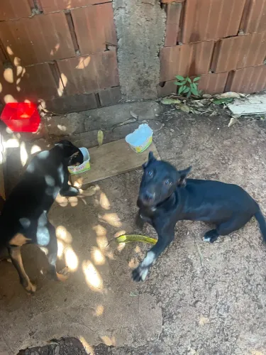 Doa-se filhotes de cachorro grande porte para roça
